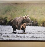Co-Boyd Grizzly   60W x 40H