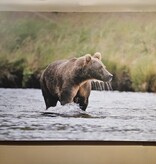 Co-Boyd Grizzly   60W x 40H