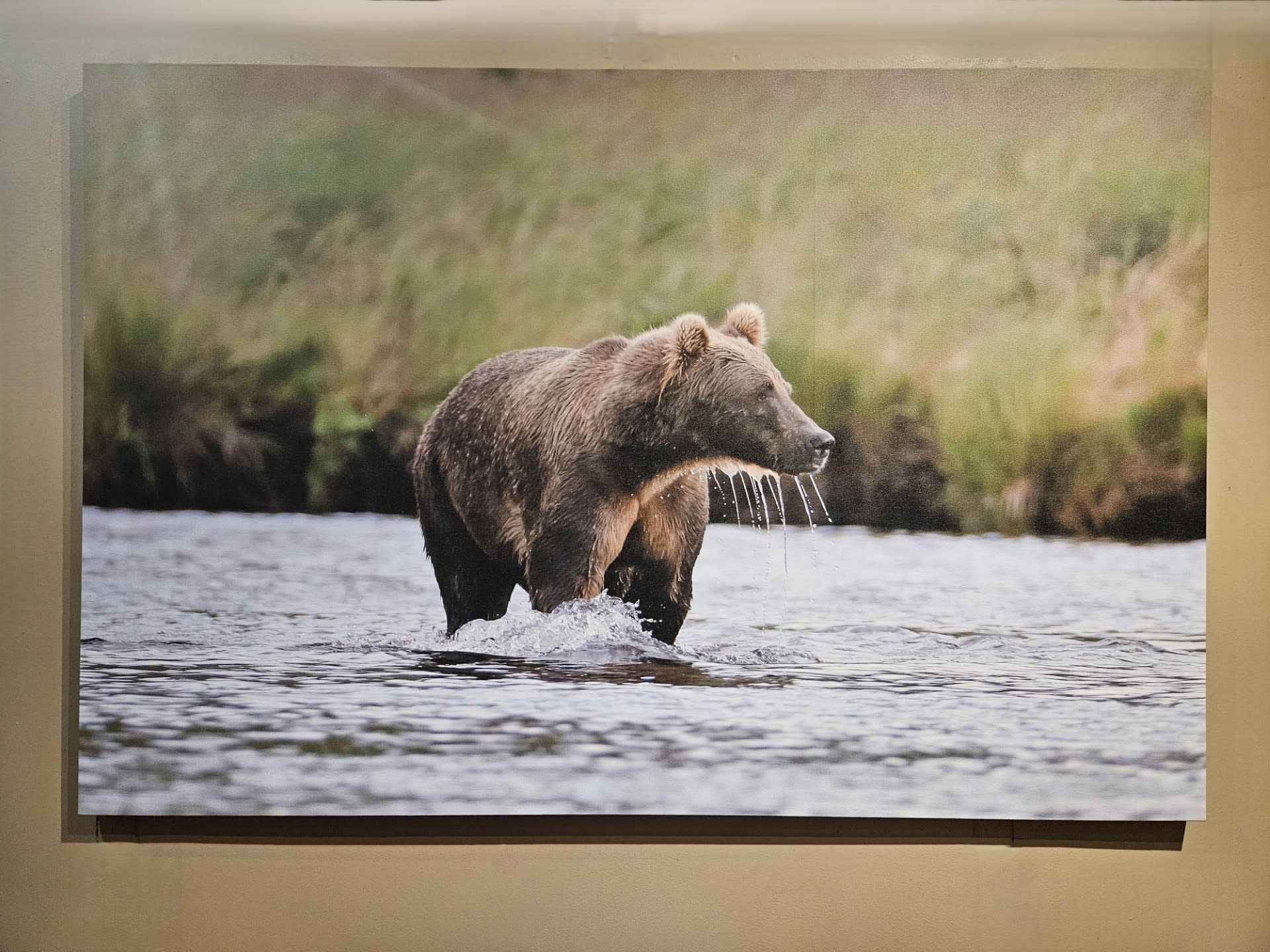 Co-Boyd Grizzly   60W x 40H
