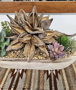 D&W Silks Star Pod,Echeveria,Succ. in Oval Ambrose Pl  23x12x11H