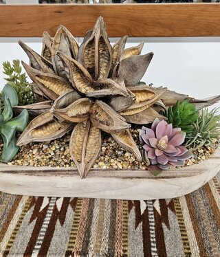 D&W Silks Star Pod,Echeveria,Succ. in Oval Ambrose Pl  23x12x11H