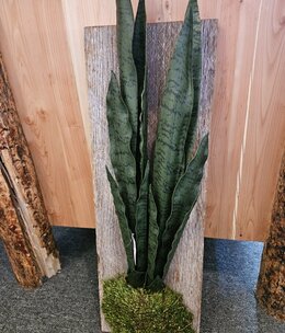 D&W Silks Sansevieria on Hanging Barnwood 12Lx13Wx26H