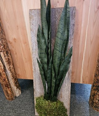 D&W Silks Sansevieria on Hanging Barnwood 12Lx13Wx26H