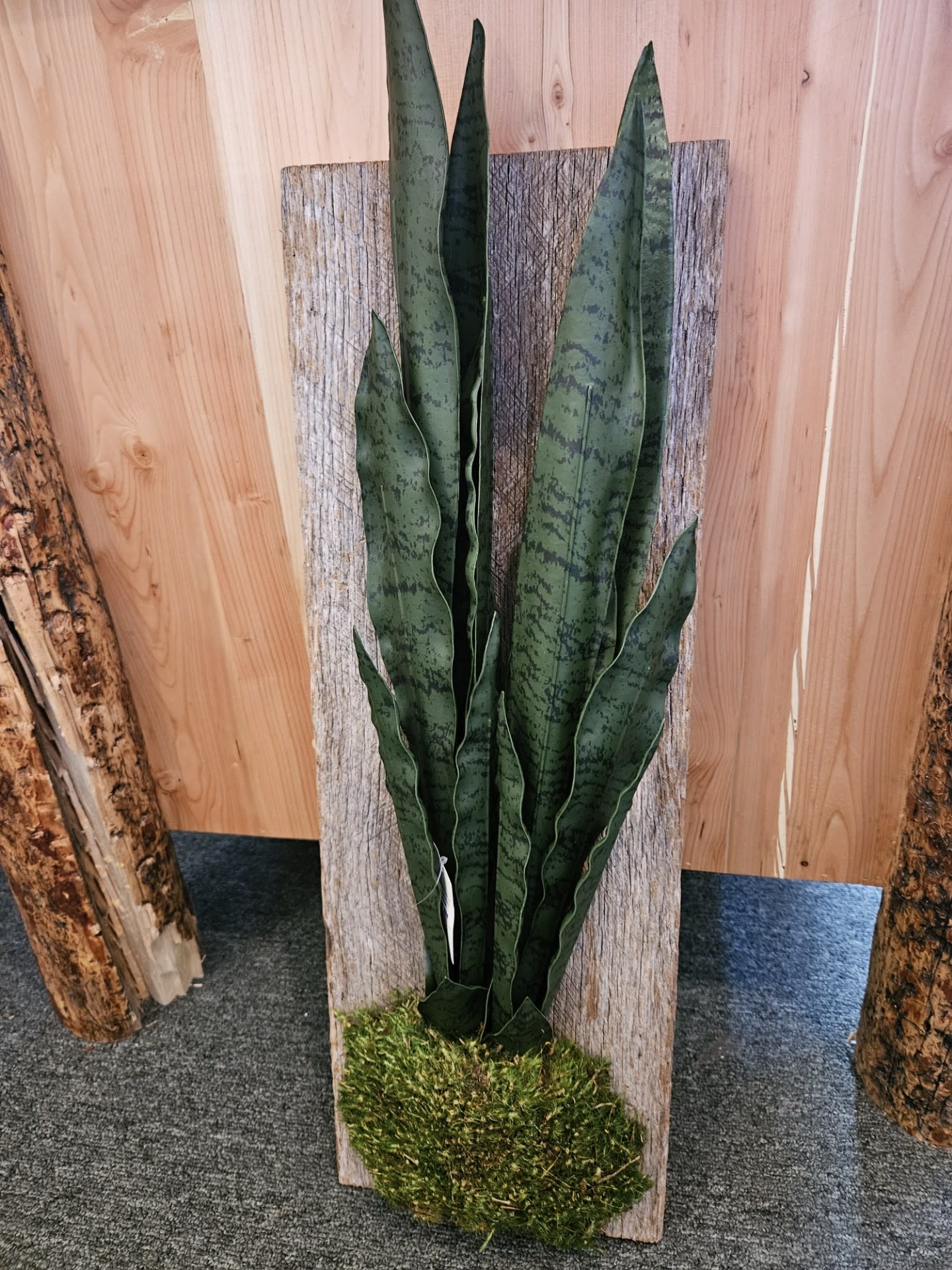 D&W Silks Sansevieria on Hangong Barnwood 12Lx13Wx26H