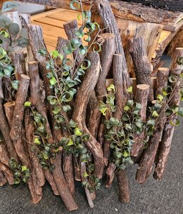 D&W Silks Dragonwood w/Ficus Benjamina Wall Hanging