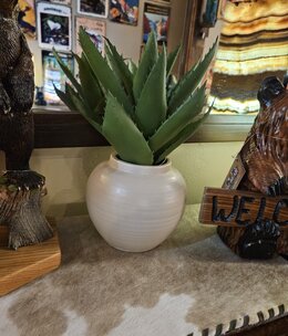 D&W Silks Aloe in Ceramic Pot 10Diam x 13H