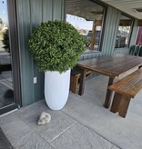 D&W Silks X-Large Boxwood Ball in Wh  Planter 58"H