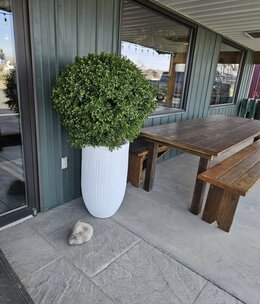 D&W Silks X-Large Boxwood Ball in Wh  Planter 58"H