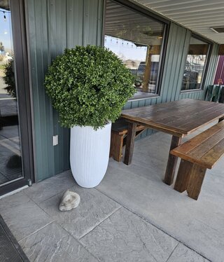D&W Silks X-Large Boxwood Ball in Wh  Planter 58"H