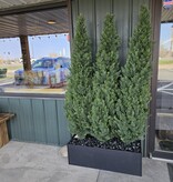 D&W Silks 6'Cedar Tree Screen in Rect Planter 36W x 72H