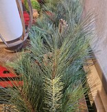 Sullivans Sugar Pine Garland 6'L  GD422