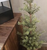 Sullivans 4' Mixed Pine Tree 19.5Dia,  TR1202