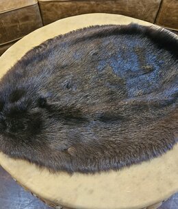 Todd Traucht Black Beaver Pelt