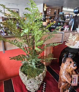 D&W Silks Fern in Large Ancient Grove Pot