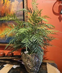 D&W Silks Fern in XL Ancient Grove Pot