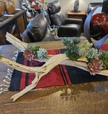 D&W Silks Mixed Succulents on Ghostwood Log 32Lx19Wx10H