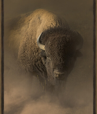 TAC Out of the Dust  (Buffalo)