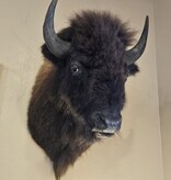 BIG BEAR Buffalo Mount
