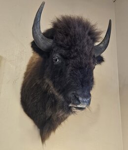 BIG BEAR Buffalo Mount