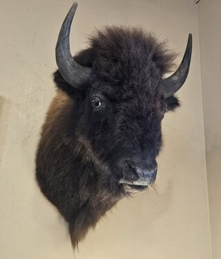 BIG BEAR Buffalo Mount