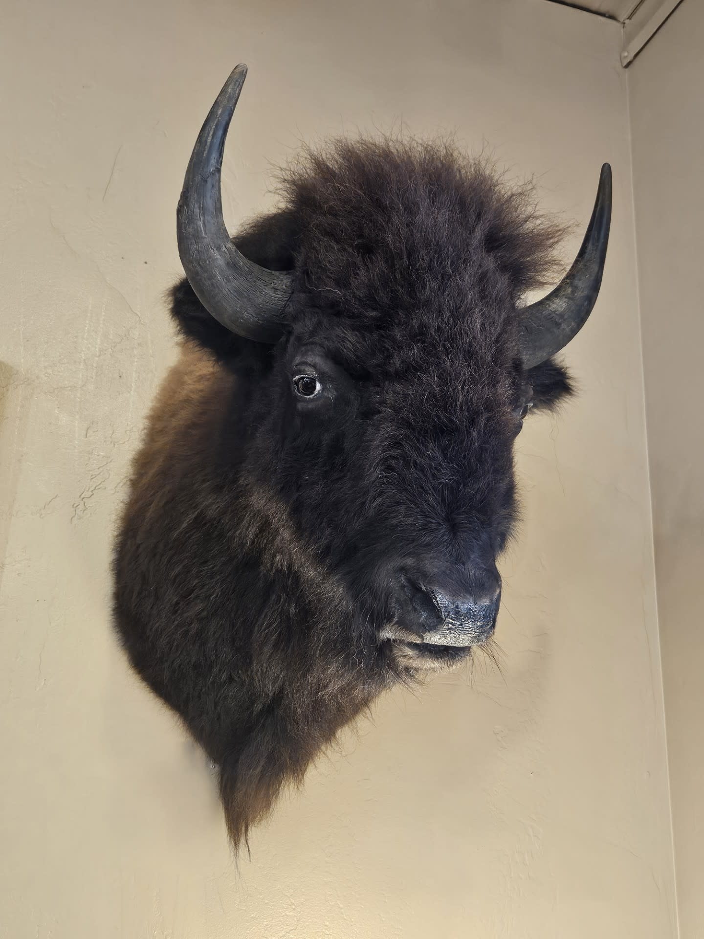BIG BEAR Buffalo Mount