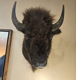 BIG BEAR Buffalo Mount