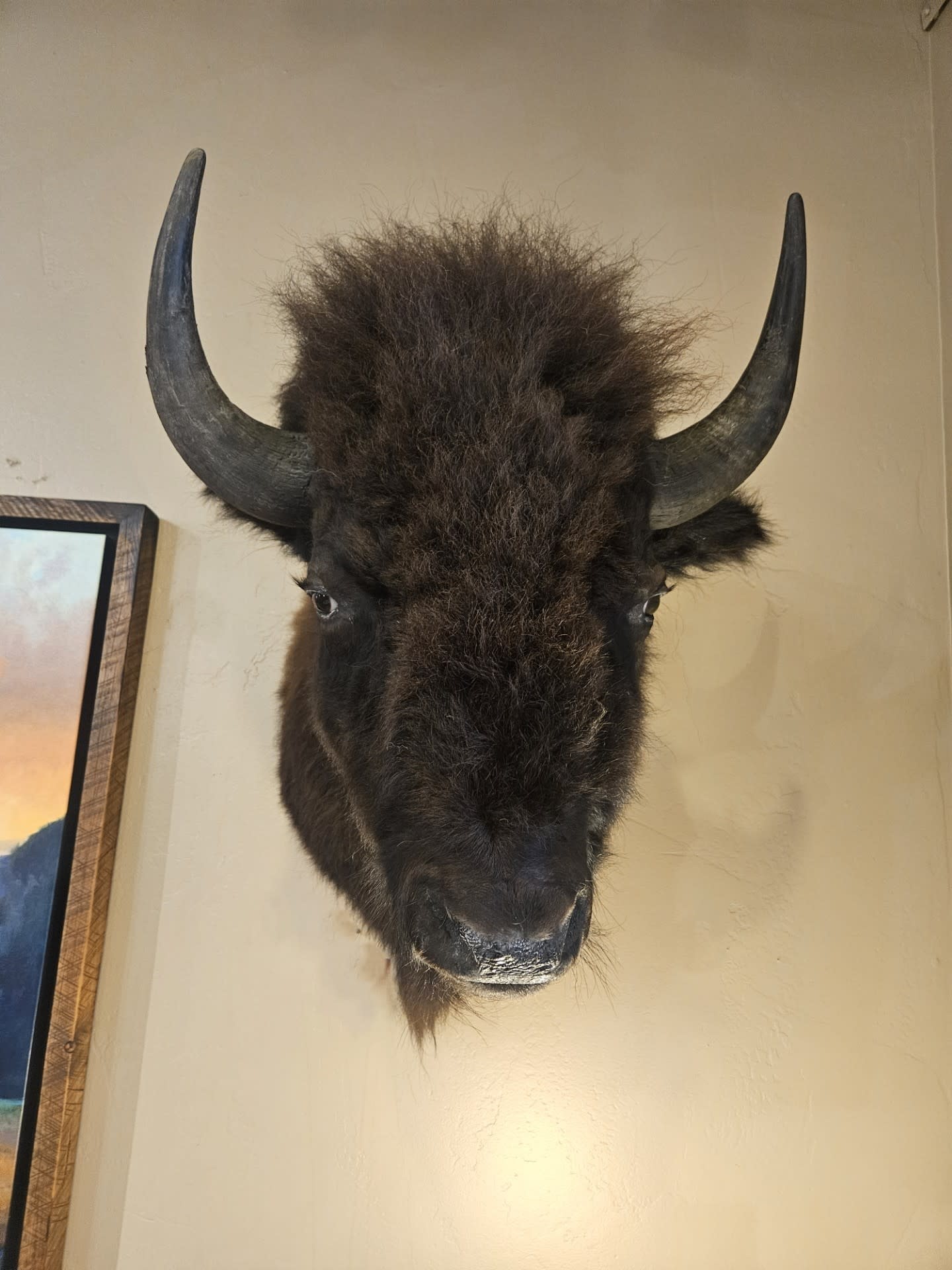 BIG BEAR Buffalo Mount