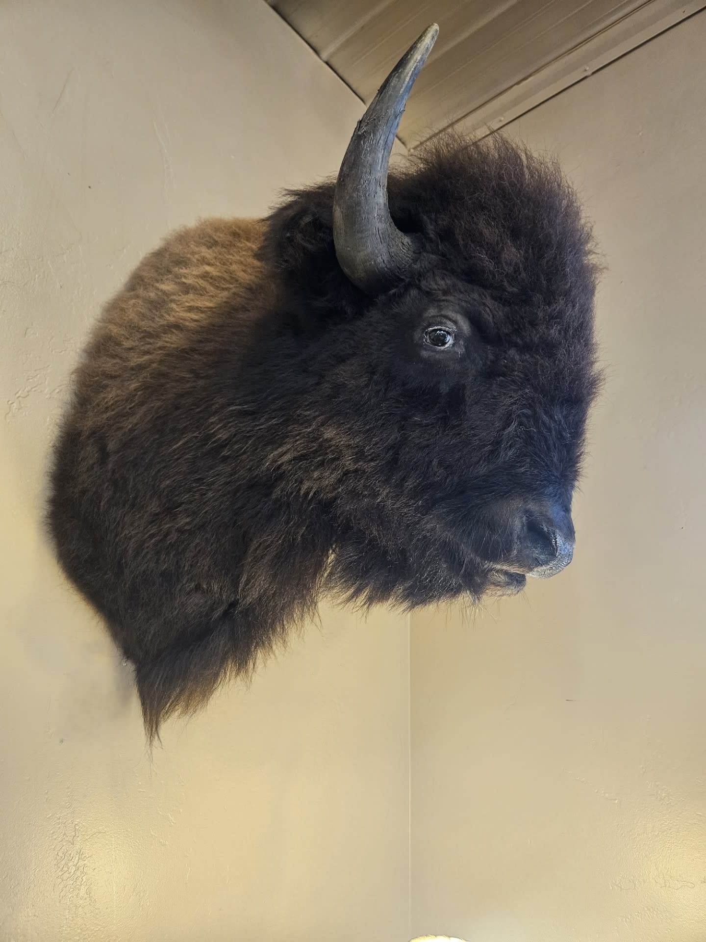 BIG BEAR Buffalo Mount
