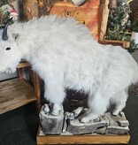 Co-J Sutton Mountain Goat (Full size)