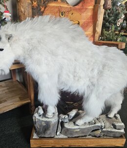 Co-J Sutton Mountain Goat (Full size)