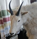 Co-J Sutton Mountain Goat (Full size)