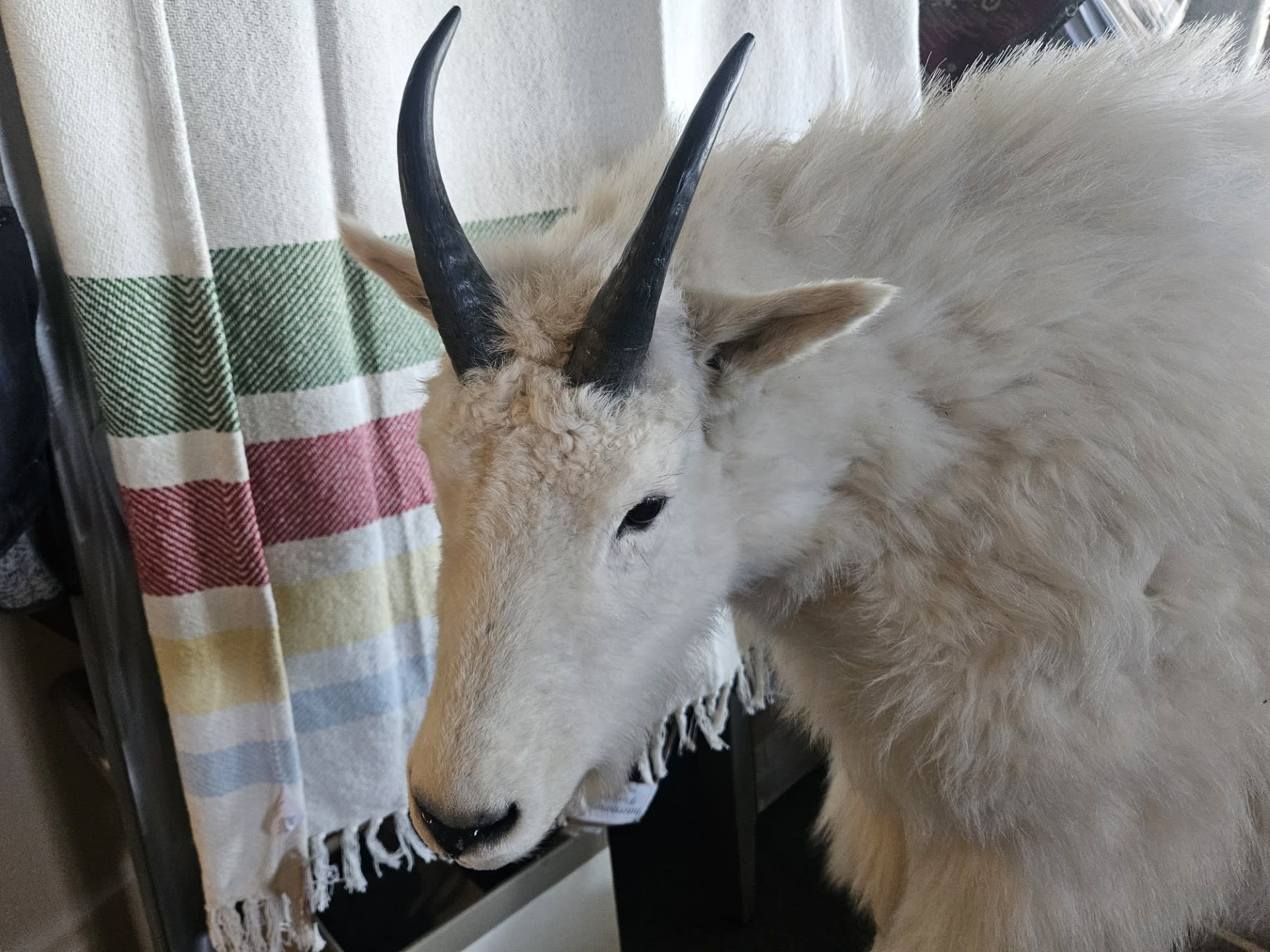 Co-J Sutton Mountain Goat (Full size)