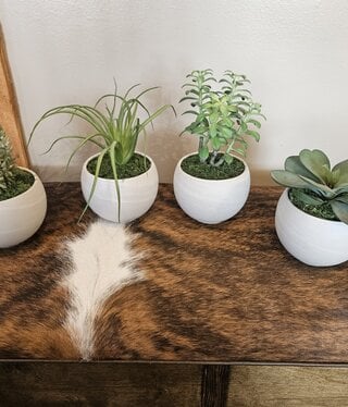 D&W Silks Assorted Succulents in August Container 8D x 10H
