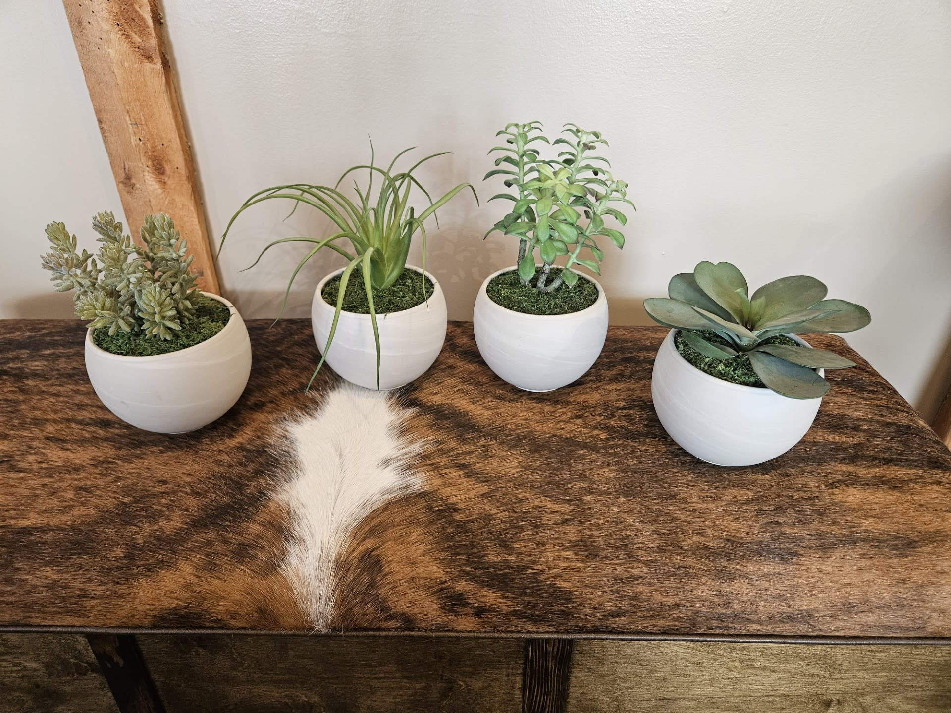 D&W Silks Assorted Succulents in August Container 8D x 10H