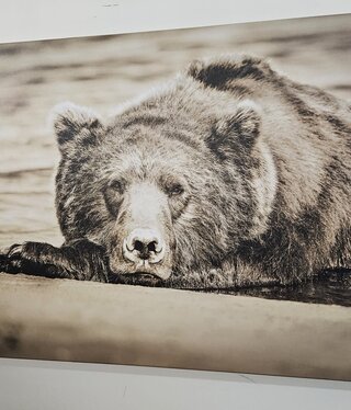 Rocky Mountain Pub Morning Nap (Bear) 36x54 Wrap