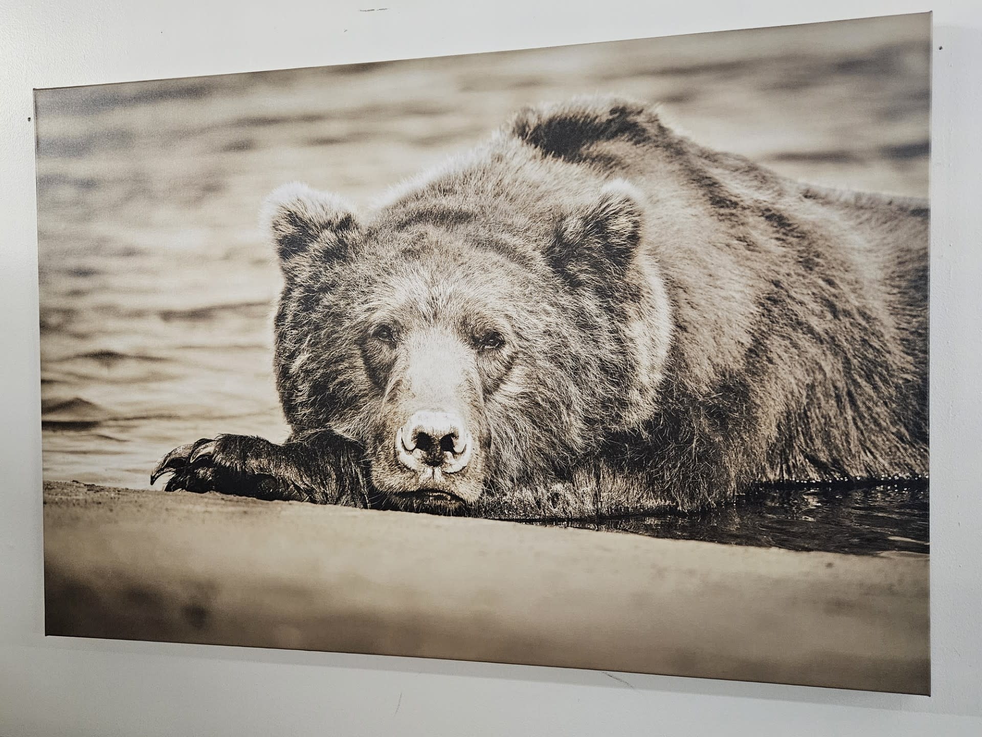 Rocky Mountain Pub Morning Nap (Bear) 36x54 Wrap