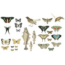 Iron Orchid Designs Entomology Etcetera