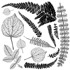 Iron Orchid Designs Fronds