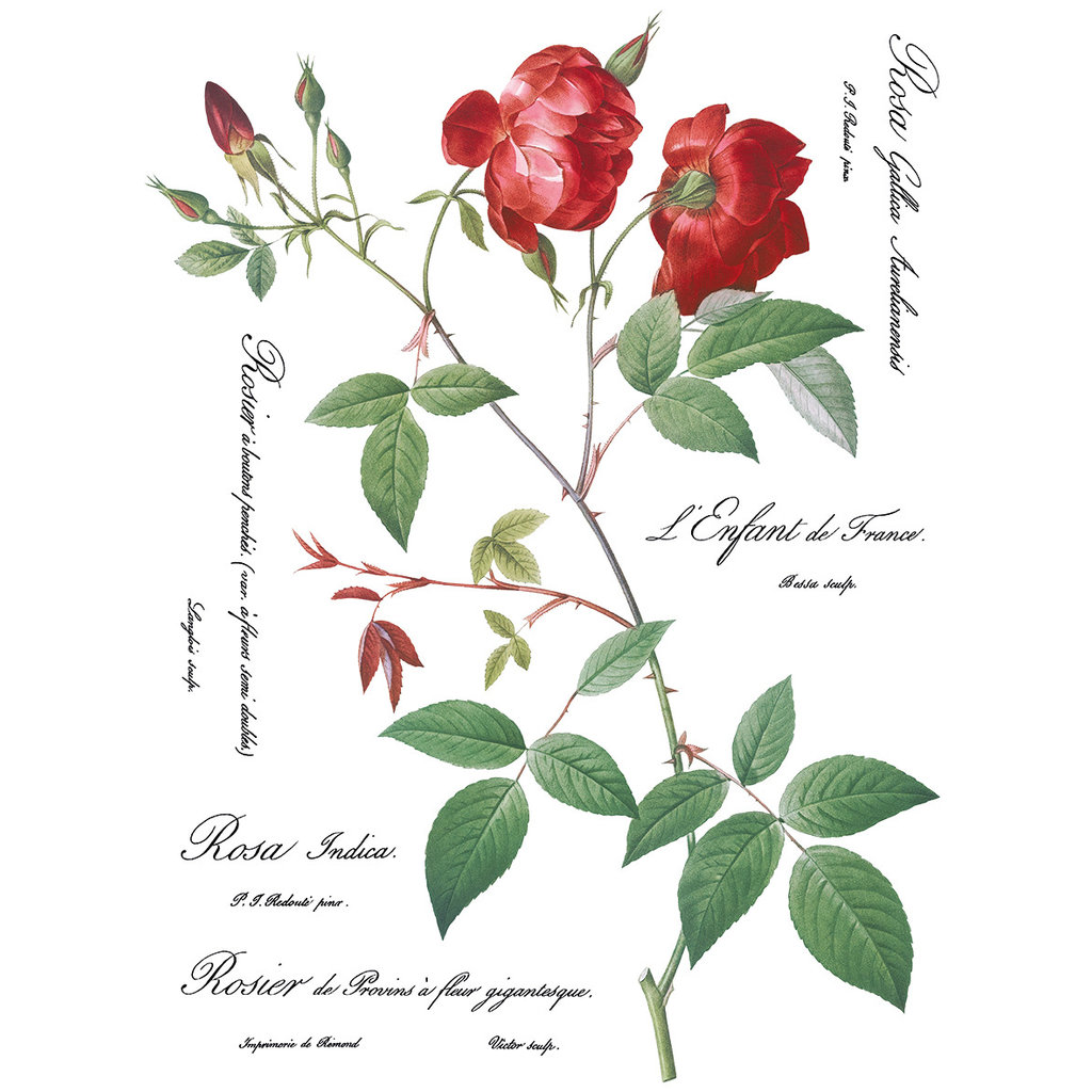 Iron Orchid Designs Redoute II Transfer