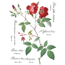 Iron Orchid Designs Redoute II Transfer