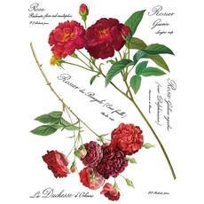 Iron Orchid Designs Redoute II Transfer