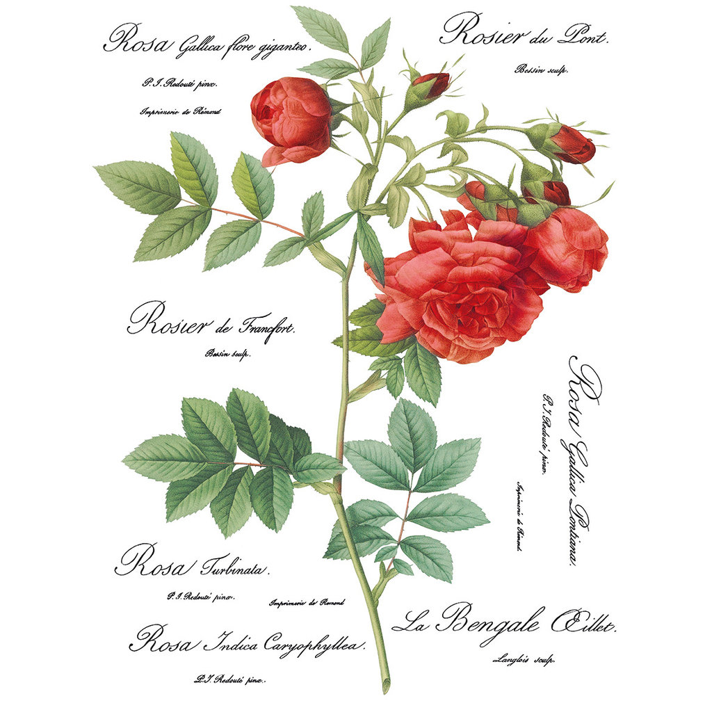 Iron Orchid Designs Redoute II Transfer
