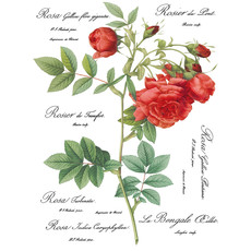 Iron Orchid Designs Redoute II Transfer