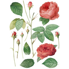 Iron Orchid Designs Redoute II Transfer