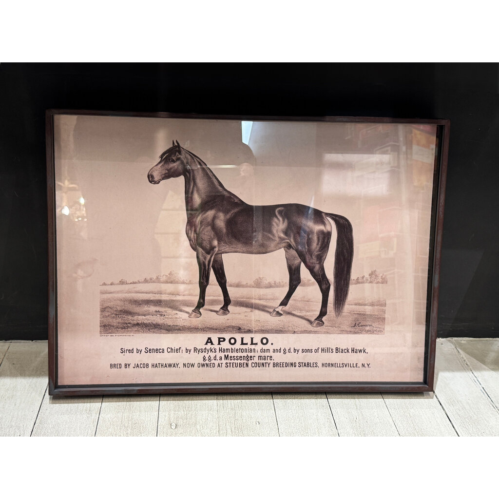 Prized Race Horse Framed Print