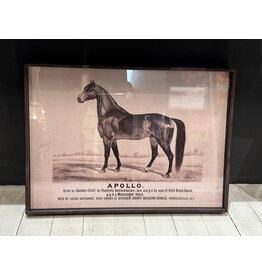Prized Race Horse Framed Print