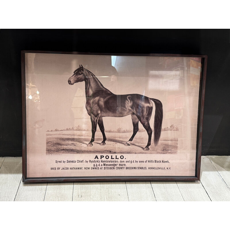 Prized Race Horse Framed Print
