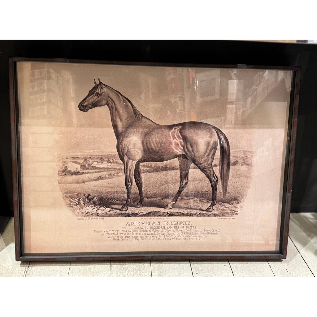 Prized Race Horse Framed Print