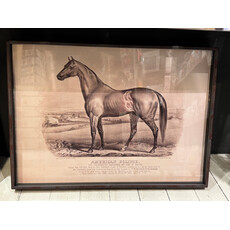 Prized Race Horse Framed Print