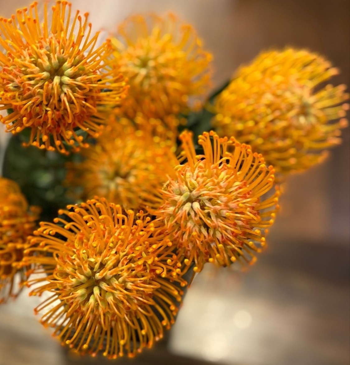 Our Love for Pincushion Protea